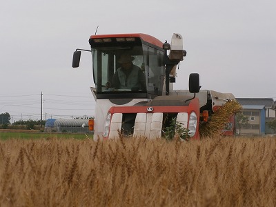 麦刈り_20130611