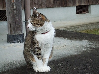 民宿の猫　“みゅう”