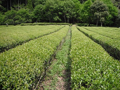 茶畑と雑木林
