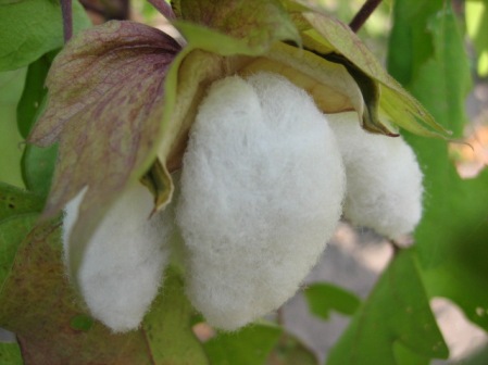 収穫を迎えた綿