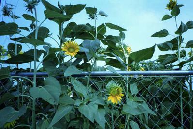 sunflower6.jpg