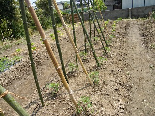 トマト栽培の支柱の立て方 長さ2 4ｍの支柱を斜めに立て上部で合掌式に組む