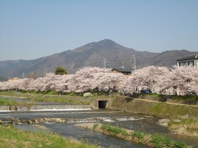 桜の比叡山