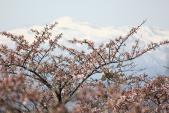 桜と須川岳