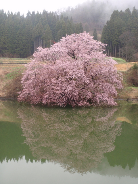 鏡桜4.27　１