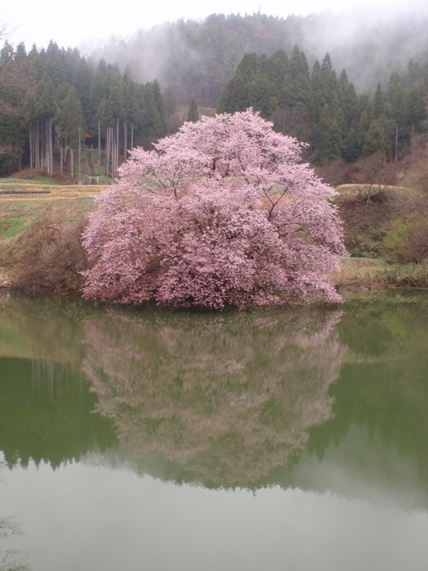 鏡桜4.27　３