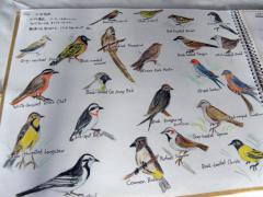 鳥のリスト