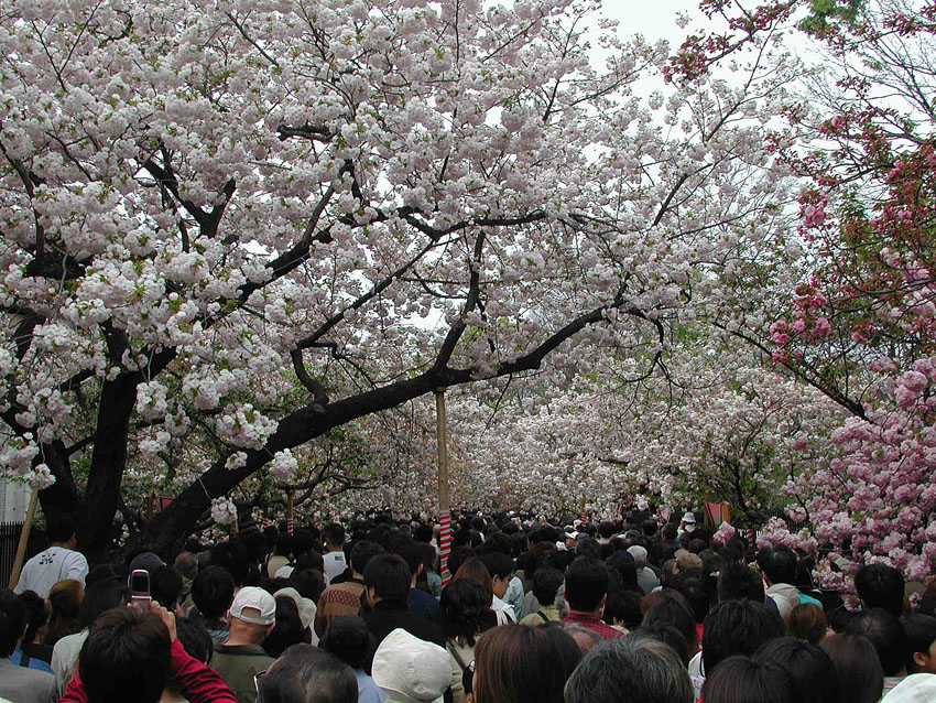 造幣局桜の通り抜け3blog
