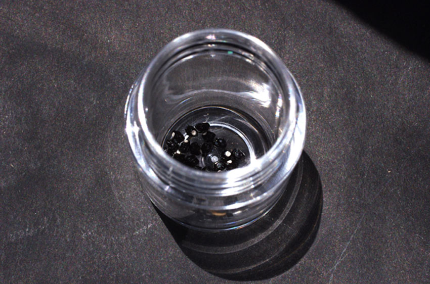 黒刺花王丸の種1blog
