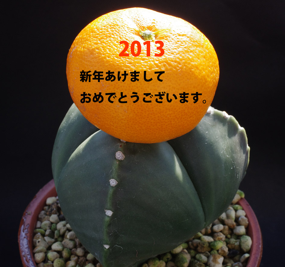 2013新年あけましておめでとうございます。blog